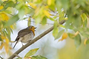 Images Dated 16th October 2018: Singing European robin (Erithacus rubecula) on branch, autumn leaves, Hesse, Germany