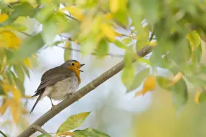 Perch Prints: Singing European robin (Erithacus rubecula) on branch, autumn leaves, Hesse, Germany