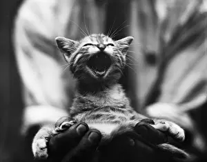 Kitten Prints: Singing Kitten
