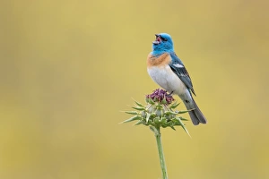 Images Dated 9th May 2015: Singing Out Loud