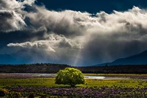 Images Dated 5th December 2012: a single big tree in middle of Lupines field