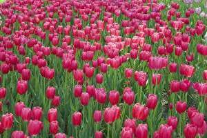 Images Dated 20th May 2013: Single cup-shaped deep pink Tulips -Tulipa-, Ottawa Tulip Festival, Ottawa, Ontario, Canada