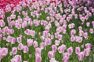 Images Dated 20th May 2013: Single cup-shaped pink and white Tulips -Tulipa-, Ottawa Tulip Festival, Ottawa, Ontario, Canada