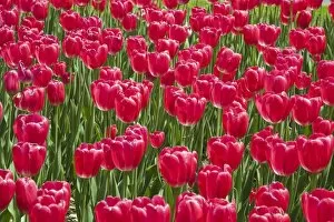 Images Dated 20th May 2013: Single cup-shaped red Tulips -Tulipa-, Ottawa Tulip Festival, Ottawa, Ontario, Canada