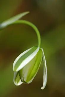 Liliaceae Prints: Single flower of Albuca maxima, Lily family -Liliaceae-, Namaqualand, South Africa, Africa