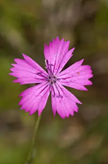Single flower of Carthusian Pink -Dianthus carthusianorum-, Neresheim, Hardtsfeld, Baden-Wurttemberg, Germany