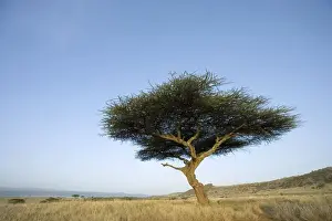 Single Large Acacia (Acacia tortilis) with Scenic Background