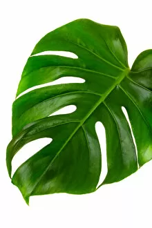 Images Dated 28th September 2018: Single leaf of Monstera deliciosa palm plant isolated on white background