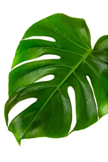 Single leaf of Monstera deliciosa palm plant isolated on white background