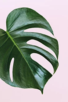 Isolated Collection: Single leaf of Monstera deliciosa palm plant on pink background