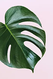 Single leaf of Monstera deliciosa palm plant on pink background