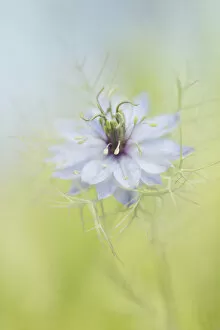 Soft Collection: Single Nigella Flower Blossom