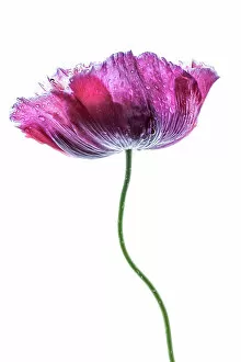 The Poppy Flower Gallery: A single Poppy