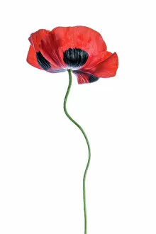 Images Dated 16th July 2016: Poppy