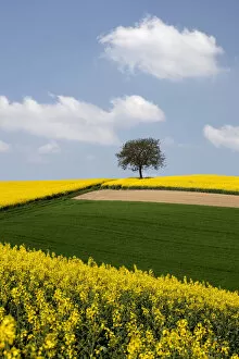Images Dated 22nd April 2011: Single tree and a field of Rape or Canola -Brassica napus-