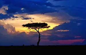 Single tree on savannah at sunset, Msai Mara National Reserve, Kenya