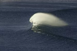 Images Dated 3rd June 2010: Single wave rushing toward beach, Australia