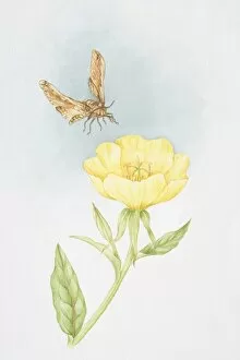 Seasons Gallery: Single yellow flower of Oenothera speciosa Rosea, Evening Primrose, moth flying overhead