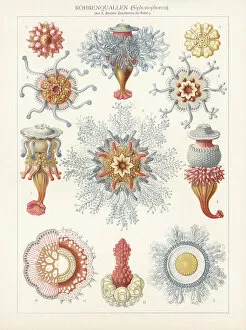 Images Dated 4th December 2019: Siphonophorae, chromolithograph, published in 1900