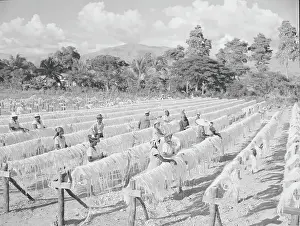Sisal Drying in Haiti