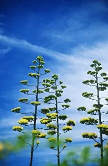 Blue Sky Gallery: Sisal Plants in Flower