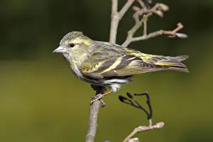 Female Animal Prints: Siskin -Carduelis spinus-, female perched on an alder branch