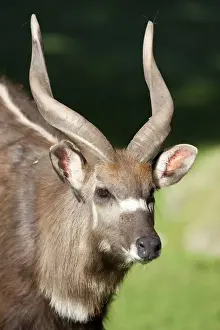 Sitatunga or marshbuck (Tragelaphus spekii), male, portrait