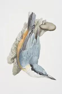 Sitta europaea, Eurasian Nuthatch perched on a rock looking up, side view