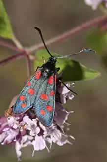 Six-spot Burnet -Zygaena filipendulae- on Oregano -Origanum vulgare-, Neresheim, Baden-Wuerttemberg, Germany, Europe