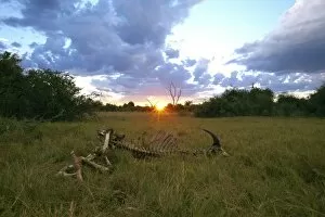 Skeleton, African buffalo, affalo or cape buffalo -Syncerus caffer-, Okavango Delta, Botswana, Africa