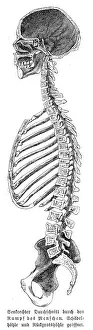 Spine Prints: Skeleton anatomy engraving 1857