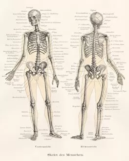 Images Dated 3rd May 2017: Skeleton anatomy engraving 1857