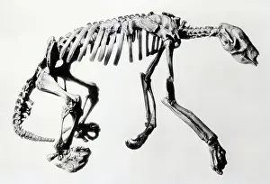 Skeleton of Extinct Ground Sloth