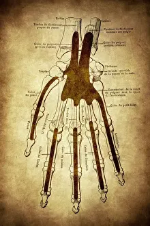 The skeleton of the hand with muscle insertions and tetives, ligaments