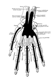 Science Prints: The skeleton of the hand with muscle insertions and tetives, ligaments