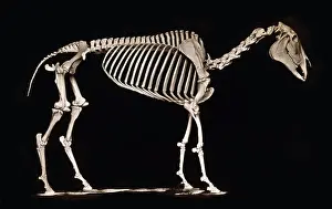 Skeleton of horse. Standing