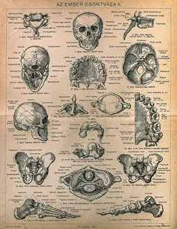 Hand Prints: Skeleton of men