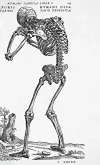 Skeleton Posterior