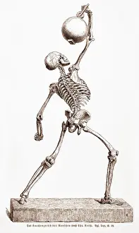 Skeleton Standing, Flexing Muscles
