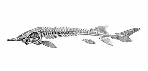 Images Dated 31st August 2016: Skeleton of sturgeon (acipenser ruthenus)
