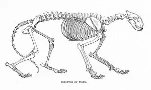 Images Dated 11th May 2017: Skeleton of tiger engraving 1894d
