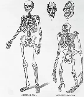 Gorilla Prints: Skeletons Of Man And Gorilla; Drawing