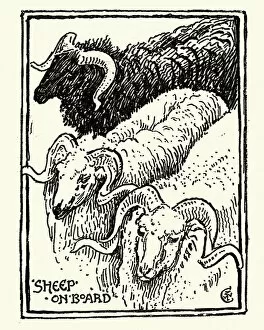 Images Dated 10th August 2018: Sketch of Sheep, Greece, 19th Century, Walter Crane