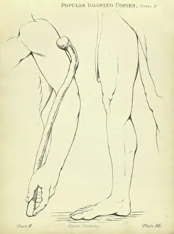 Life Study Prints: Sketching and drawing the human arm and leg