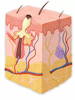 Images Dated 4th June 2012: Skin cross section showing a blackhead