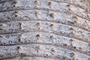 Images Dated 16th August 2012: Skin of a Nile Crocodile -Crocodylus niloticus-, crocodile farm, Otjiwarongo, Namibia