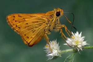 Images Dated 12th July 2012: Skipper butterfly