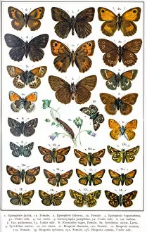 Insect Lithographs Gallery: Skippers butterflies of Europe