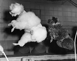 The Keystone Press Agency Collection Gallery: Skipping Poodles