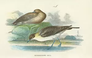 Images Dated 29th September 2017: Skua birds from Great Britain 1897